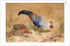 Siamese Pheasant, 1852-54 by Joseph Wolf