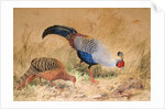 Siamese Pheasant, 1852-54 by Joseph Wolf