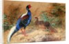 Swinhoe's Pheasant, 1852-54 by Joseph Wolf