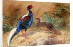 Swinhoe's Pheasant, 1852-54 by Joseph Wolf