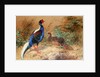 Swinhoe's Pheasant, 1852-54 by Joseph Wolf