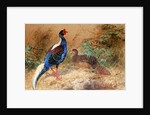 Swinhoe's Pheasant, 1852-54 by Joseph Wolf