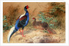 Swinhoe's Pheasant, 1852-54 by Joseph Wolf