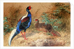 Swinhoe's Pheasant, 1852-54 by Joseph Wolf
