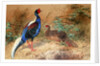 Swinhoe's Pheasant, 1852-54 by Joseph Wolf
