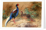 Swinhoe's Pheasant, 1852-54 by Joseph Wolf
