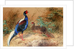 Swinhoe's Pheasant, 1852-54 by Joseph Wolf