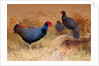 Rufous-tailed Pheasant, 1852-54 by Joseph Wolf