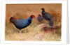 Rufous-tailed Pheasant, 1852-54 by Joseph Wolf