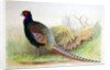 Phasianus Versicolor, c.1896-1921 by Henry Jones