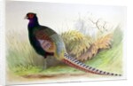 Phasianus Versicolor, c.1896-1921 by Henry Jones