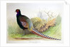 Phasianus Versicolor, c.1896-1921 by Henry Jones
