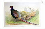 Phasianus Versicolor, c.1896-1921 by Henry Jones