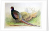 Phasianus Versicolor, c.1896-1921 by Henry Jones