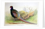 Phasianus Versicolor, c.1896-1921 by Henry Jones