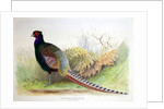 Phasianus Versicolor, c.1896-1921 by Henry Jones