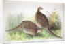 Phasianus ussuriensis and Phasianus delocllatus, 1906-7 by Henry Jones