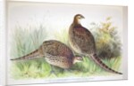 Phasianus ussuriensis and Phasianus delocllatus, 1906-7 by Henry Jones