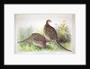 Phasianus ussuriensis and Phasianus delocllatus, 1906-7 by Henry Jones