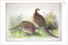 Phasianus ussuriensis and Phasianus delocllatus, 1906-7 by Henry Jones