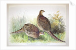 Phasianus ussuriensis and Phasianus delocllatus, 1906-7 by Henry Jones