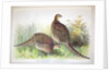 Phasianus ussuriensis and Phasianus delocllatus, 1906-7 by Henry Jones