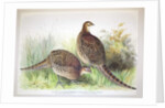 Phasianus ussuriensis and Phasianus delocllatus, 1906-7 by Henry Jones