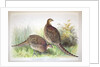 Phasianus ussuriensis and Phasianus delocllatus, 1906-7 by Henry Jones
