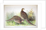 Phasianus ussuriensis and Phasianus delocllatus, 1906-7 by Henry Jones