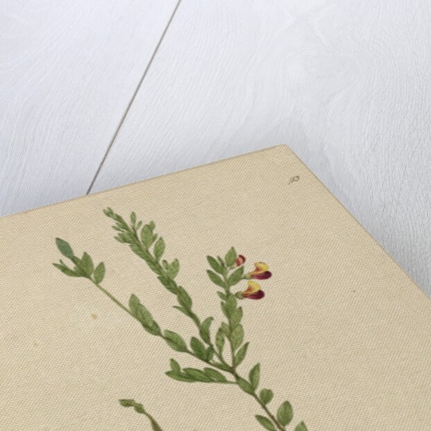 Page 113. Bossiaea heterophylla, c.1803-06 by John William Lewin