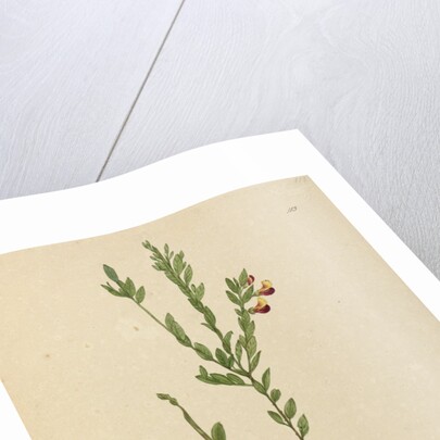 Page 113. Bossiaea heterophylla, c.1803-06 by John William Lewin