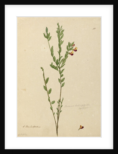 Page 113. Bossiaea heterophylla, c.1803-06 by John William Lewin