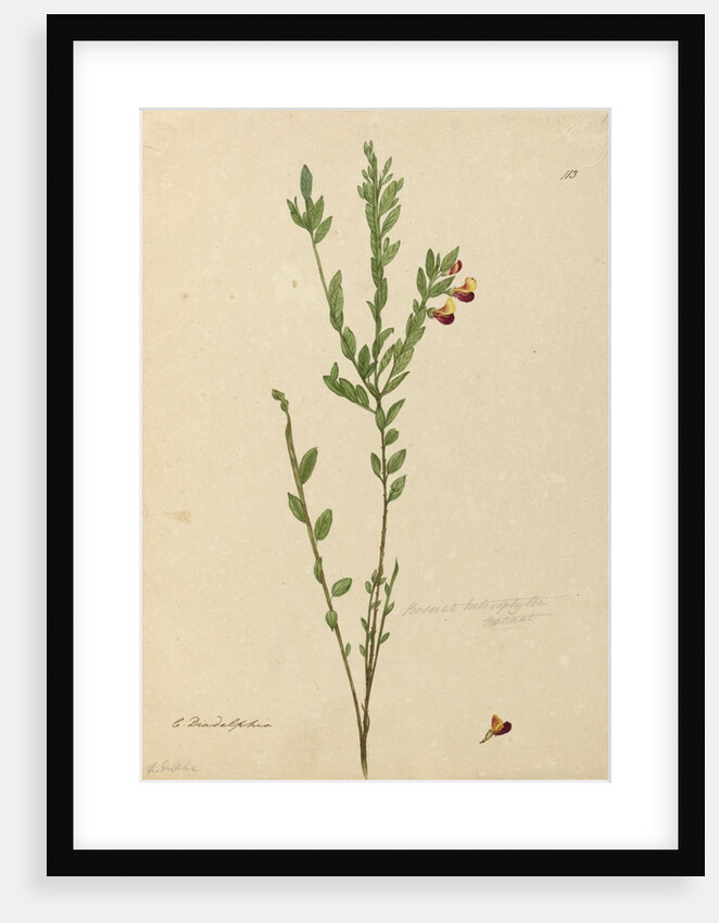 Page 113. Bossiaea heterophylla, c.1803-06 by John William Lewin