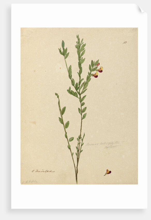 Page 113. Bossiaea heterophylla, c.1803-06 by John William Lewin