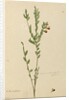 Page 113. Bossiaea heterophylla, c.1803-06 by John William Lewin