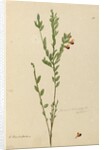 Page 113. Bossiaea heterophylla, c.1803-06 by John William Lewin