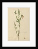 Page 113. Bossiaea heterophylla, c.1803-06 by John William Lewin