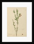 Page 113. Bossiaea heterophylla, c.1803-06 by John William Lewin