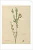 Page 113. Bossiaea heterophylla, c.1803-06 by John William Lewin
