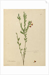Page 113. Bossiaea heterophylla, c.1803-06 by John William Lewin