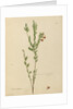 Page 113. Bossiaea heterophylla, c.1803-06 by John William Lewin