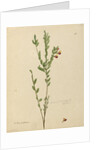 Page 113. Bossiaea heterophylla, c.1803-06 by John William Lewin