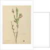 Page 113. Bossiaea heterophylla, c.1803-06 by John William Lewin
