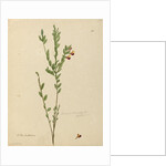 Page 113. Bossiaea heterophylla, c.1803-06 by John William Lewin