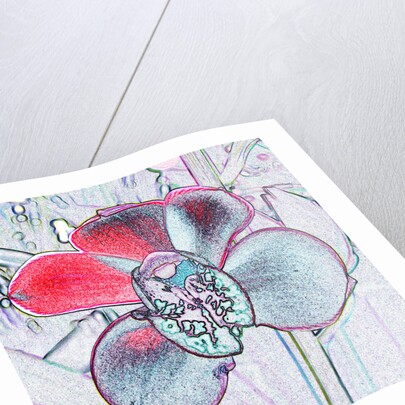 Red Orchid by David Anslow