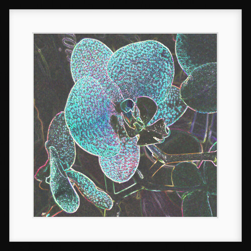 Blue Spotted Orchid by David Anslow