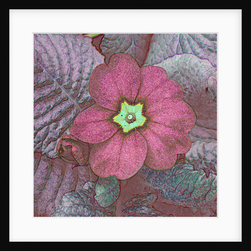 Dark Primrose by David Anslow