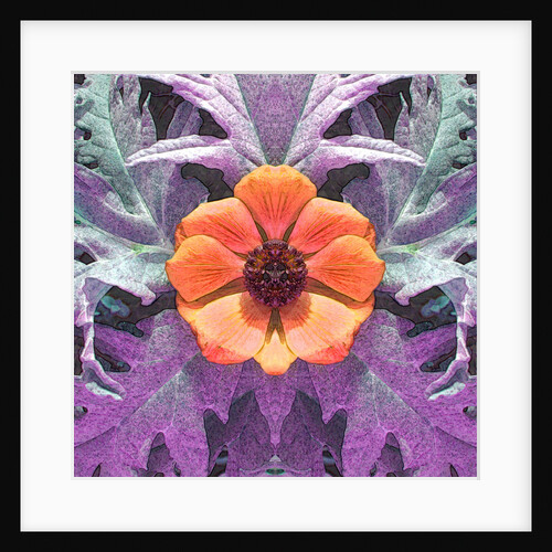 Orange Aenenome by David Anslow