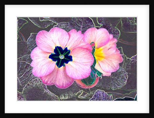 Pink Primrose by David Anslow