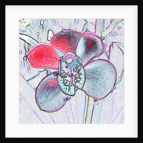 Red Orchid by David Anslow